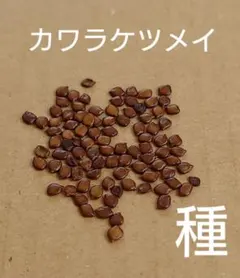 2026年最新】カワラケツメイ 種の人気アイテム - メルカリ