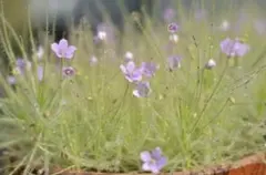 おすすめᕷ*.°生花❇️ブルーファンタジア❣️ネコポスいっぱい