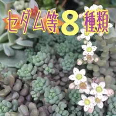 たーぼママ様 リクエスト 2点 まとめ商品