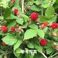 ⭐️野いちご苗1株(小)⭐️草苺抜き苗　ラズベリー苗 野苺 野イチゴ 木苺 ノイチゴ