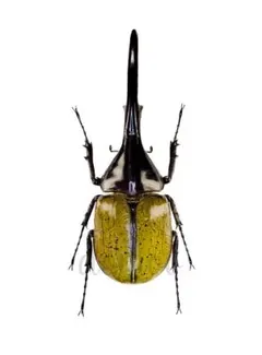 2025年最新】ヘラクレス 標本の人気アイテム - メルカリ ヘラクレス