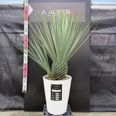 53 ユッカリギダ Yucca rigida （発根済） - メルカリ
