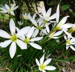 ゼフィランサス　たますだれ　球根　グランドカバー　ガーデニング　寄せ植えのサムネイル
