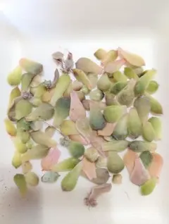 エケベリア 韓国苗　雑交新種　葉挿し 60枚+α