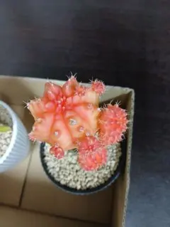 2026年最新】サボテン 黒牡丹の人気アイテム - メルカリ