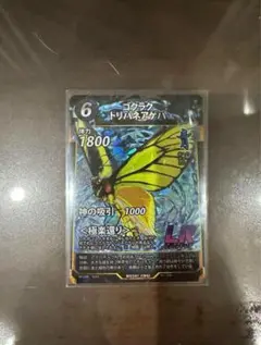 ユーフォリオン ミドリメガネトリバネアゲハ♂金紋発達型♀白化型 異常型ペア標本 2025年最新】ミドリメガネトリバネアゲハの人気アイテム - メルカリ