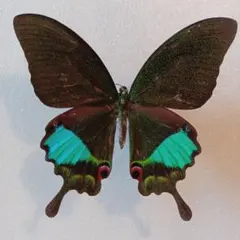 2025年最新】ルリモンアゲハの人気アイテム - メルカリ