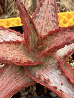 2025年最新】アロエHYBの人気アイテム - メルカリ