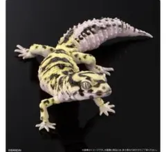 いきもの大図鑑アドバンス レオパードゲッコー パンディット ガチャ オンライン