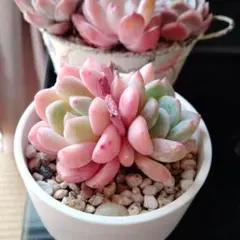 2025年最新】札落ち韓国苗の人気アイテム - メルカリ