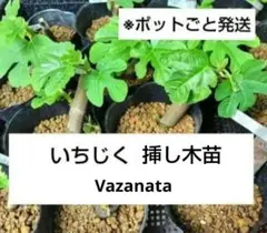 いちじく(TBG) 挿し木苗 1苗のサムネイル