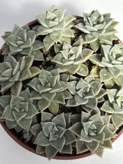 多肉植物 旧氷砂糖 抜き苗 - メルカリ