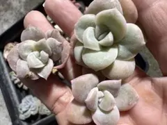 2025年最新】ラブリーローズ錦 赤斑の人気アイテム - メルカリ