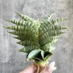 2025年最新】アロエハイブリッドの人気アイテム - メルカリ