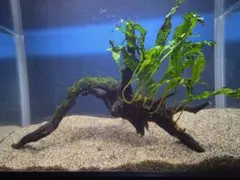 水草3種巻き ブランチウッド - メルカリ