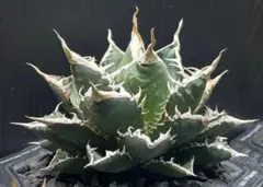 2025年最新】海王 アガベの人気アイテム - メルカリ