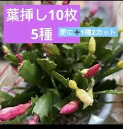 mayub様 リクエスト 2点 まとめ商品