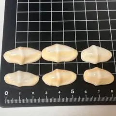 貝殻標本 小さな貝殻 ヤドカリのお宿 置物