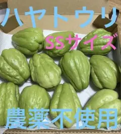 ハヤトウリ21kg 2025年最新】ハヤトウリ種の人気アイテム - メルカリ