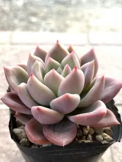 2026年最新】毒リンゴ 多肉の人気アイテム - メルカリ