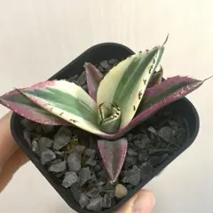 2025年最新】スナグルトゥースの人気アイテム - メルカリ