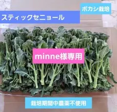 minne様専用です。ボカシ栽培の農薬不使用スティックセニョールネコポス