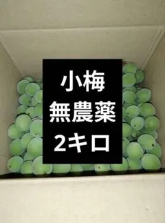青梅　小梅のサムネイル