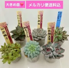 2025年最新】龍鱗蓮華の人気アイテム - メルカリ