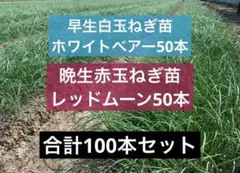 2025年最新】ホワイトベアー 玉ねぎの人気アイテム - メルカリ