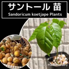 カカオ トリニタリオ種レッド 幼苗 1本[熱帯果樹]送料無料！ - メルカリ