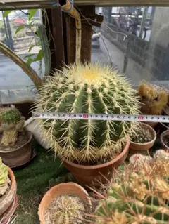 金鯱 サボテン 2株セット 観葉植物 アガベ パリー 金鯱 サボテン 2株セット 観葉植物 アガベ パリー - メルカリ