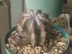 2026年最新】アガベ ホリダ 子株の人気アイテム - メルカリ