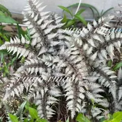 れもも様専用　ニシキシダゴーストNo24、レッドビューティー No18セット販売