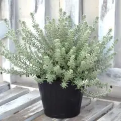 2026年最新】ウエストリンギアスモーキーの人気アイテム - メルカリ