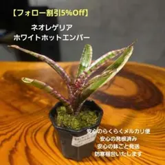 2026年最新】タンクブロメリアの人気アイテム - メルカリ