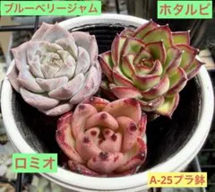ロミオ＆ブルーベリージャム＆ホタルビ　多肉植物　プラグ苗(抜き苗)3苗のサムネイル