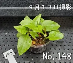 2026年最新】おかわかめ むかごの人気アイテム - メルカリ
