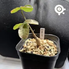 2025年最新】commiphoraの人気アイテム - メルカリ