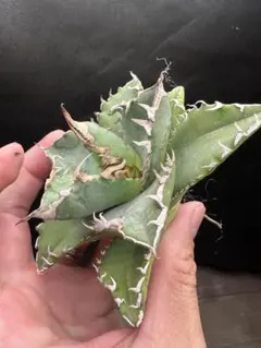 ホワイトファイヤー 白焔 大株 セール品_2