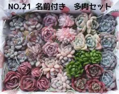 コ*イ様 NO.21　多肉植物　♥️名前付き　多肉セット　寄せ植えセット　多肉弁