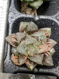 多肉植物 ハオルチア 新氷砂糖錦 鮮明錦 極上斑 - メルカリ