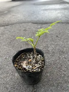 山菜の王様 トゲなしタラの芽 2本セット苗木 - メルカリ