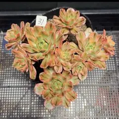 63 #多肉植物アエオニウム錦❤️グリ一ンファイア一錦❤️碧火❤6頭