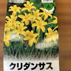 八重咲きオリエンタル百合 エキゾチックサン 3球 - メルカリ