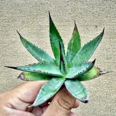 2026年最新】アリゾニカの人気アイテム - メルカリ