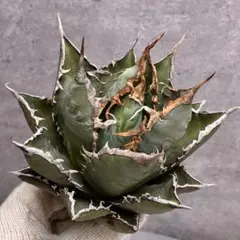 2025年最新】アガベ海王の人気アイテム - メルカリ