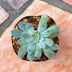 ❤️専用❤️ミックスベリア❤️ピーチック❤️抜き苗♪               札なし ❤️専用❤️ミックスベリア❤️ピーチック❤️抜き苗♪ 札なし