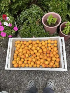 信州森産生あんず３キロのサムネイル