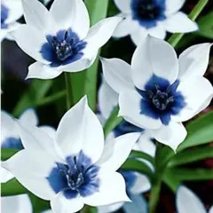 はぴまま様専用 冷蔵 チューリップ『アルバコエルレアオクラータ』２球♪