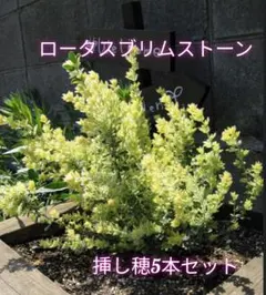 もふもふロータス プリムストーン 抜き苗 - メルカリ